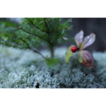 Sigma Contemporary 16 mm F/1.4 DC DN - Canon RF – Image 4