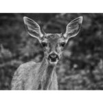 Panasonic Lumix DC-G9 Mark II Body – Image 13